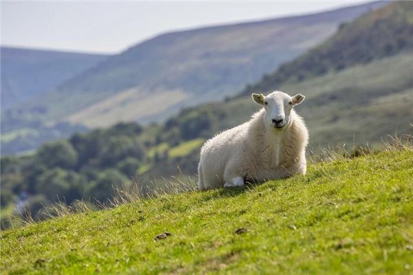 馬梓豪的姓名打分結果_馬梓豪五行分析