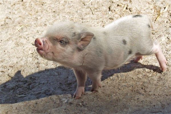 起名打分:吳幻兒