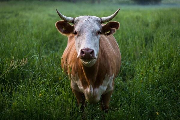 趙明珍的姓名打分結(jié)果_趙明珍五行分析  第1張