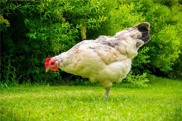 龍之谷名字怎么打