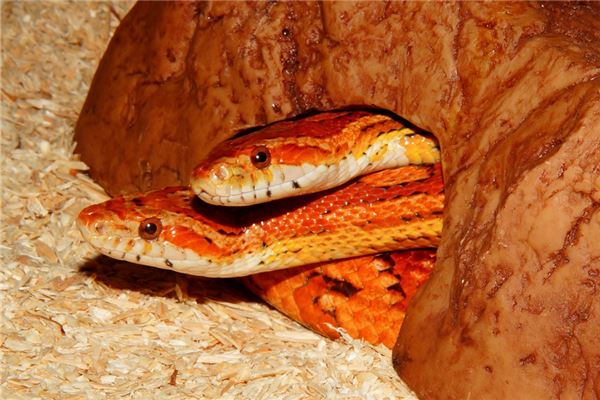 姓名得分:吳從露