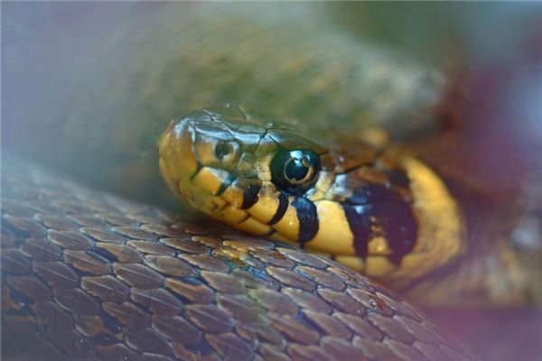 專業取名_洋氣的英文名字