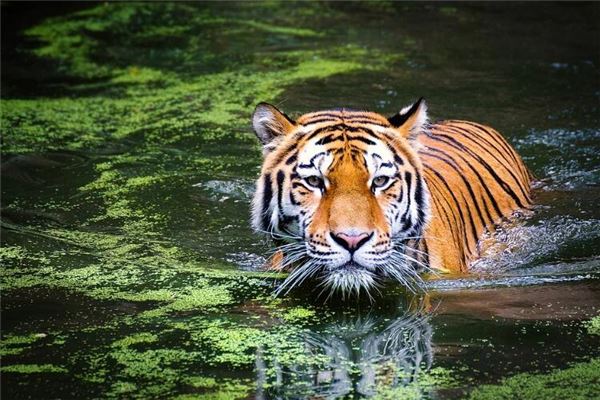 取名字打分:吳半安