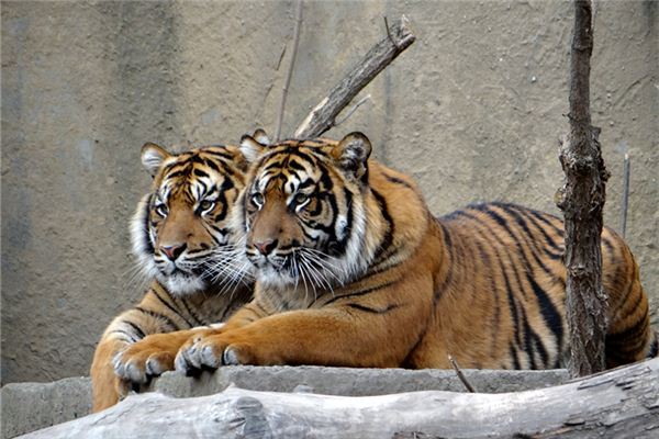 名字評分:吳浩歌