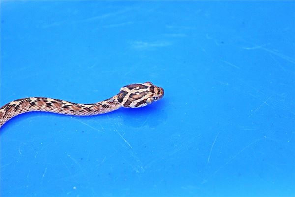 陳逸璇的姓名打分結(jié)果_陳逸璇的姓名五行分析