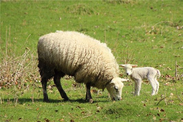 李夢圓名字打分(崔夢圓名字打分)  第1張