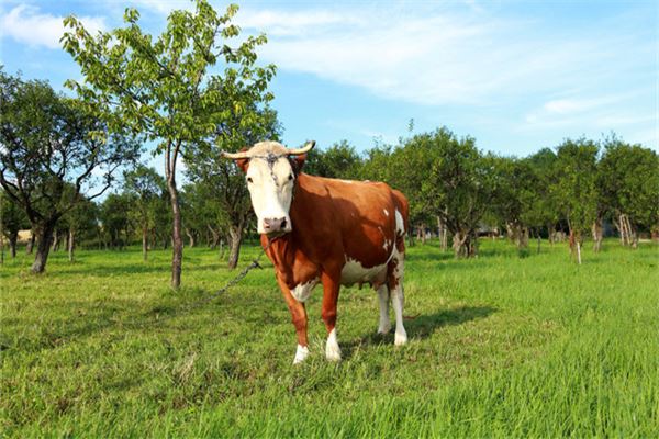 尤寒波的姓名打分結果_尤寒波五行分析