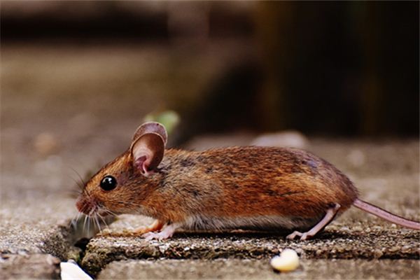 免費起名_姓張的男孩名字  第1張