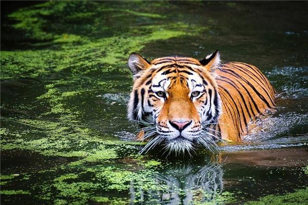 唐思琪 這個(gè)名字的意義  第1張