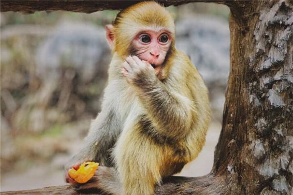 專業取名_李悠柔