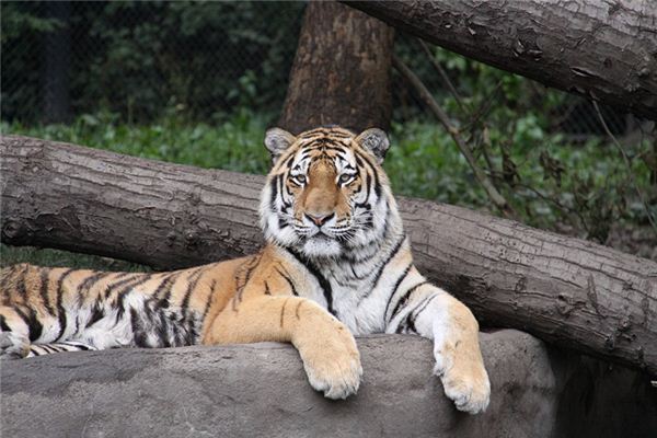 新生兒取名:吳葉舞