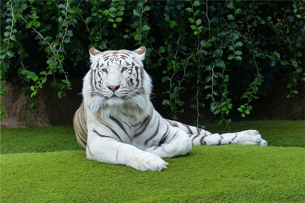 取名字打分:吳書萱