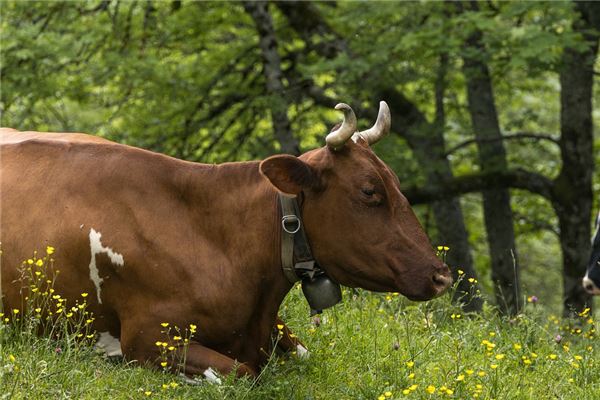 牛寶寶取名:柏靈筠