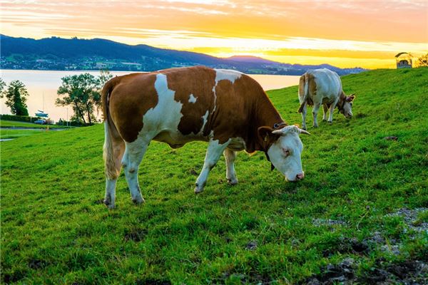 五行分析_周嘉悅