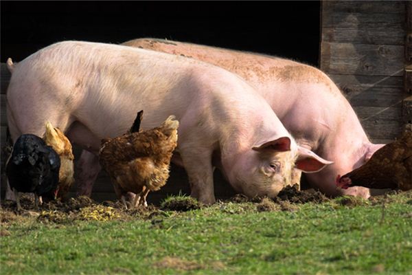 姓名五格分析:吳陽炎