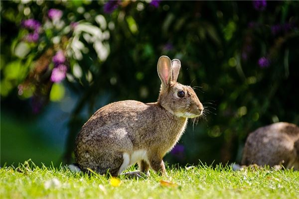 五格起名:吳又晴