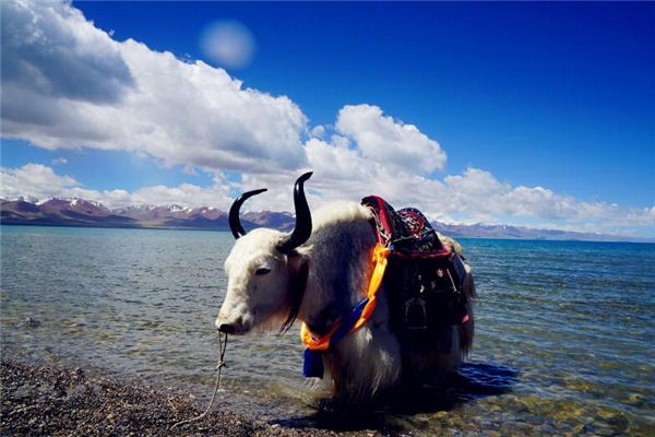 寶寶取名打分:吳旭炎