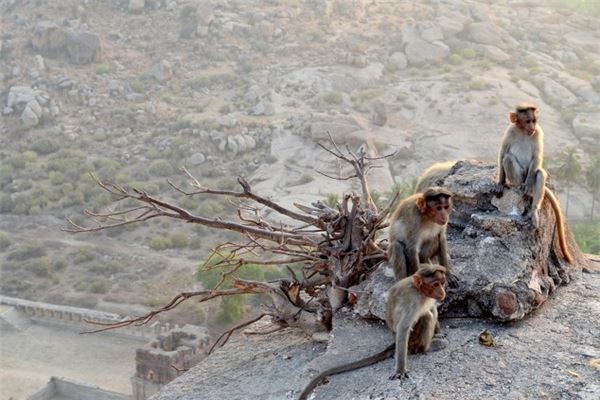 寶寶取名_2021牛年男寶寶起名大全