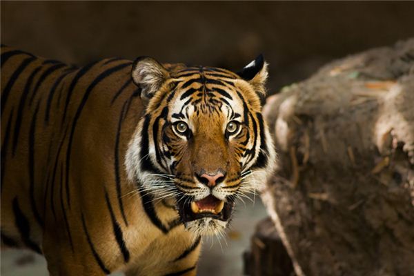 起名字打分:吳梓彤