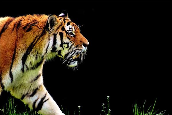 有寓意的名字:吳星波