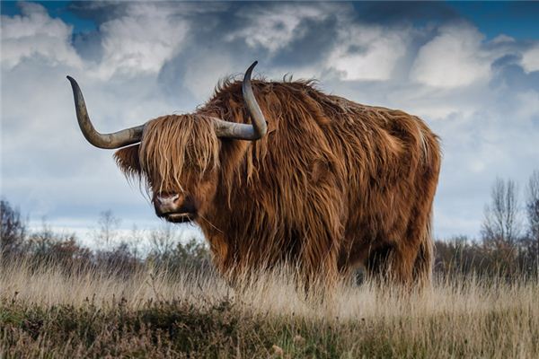 八字取名:吳智志