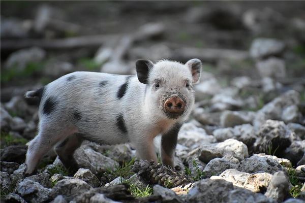 陸洪恩的姓名打分結果_陸洪恩五行分析  第1張