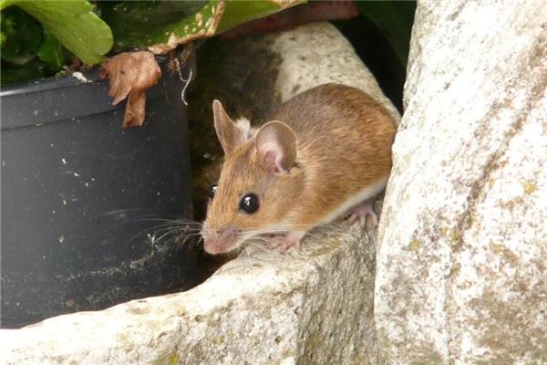 起名字大全姓胡女孩帶木字旁
