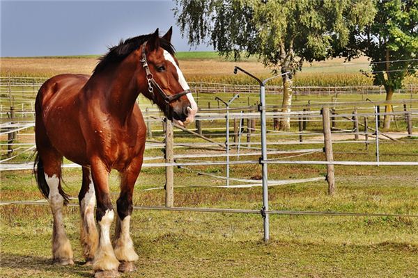 黃夫魚的姓名打分結果_黃夫魚五行分析