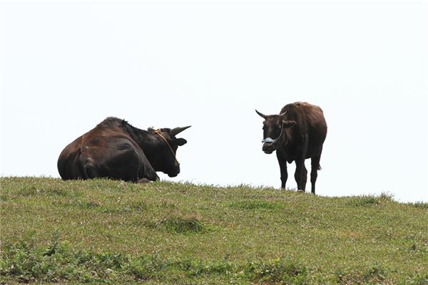寶寶取名_元宵節出生小名怎么取  第1張