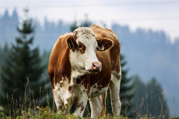 王然迪的姓名打分結果_王然迪五行分析  第1張