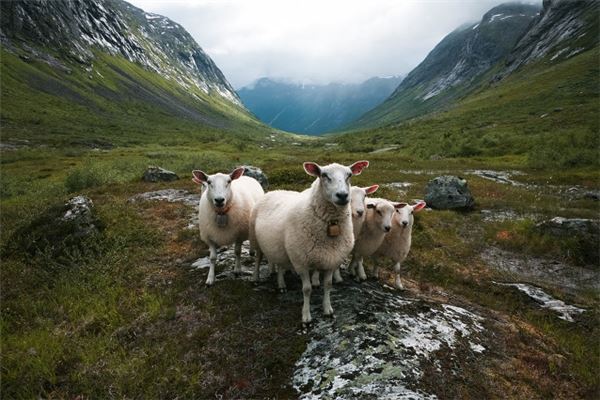 起名打分:吳傲霜