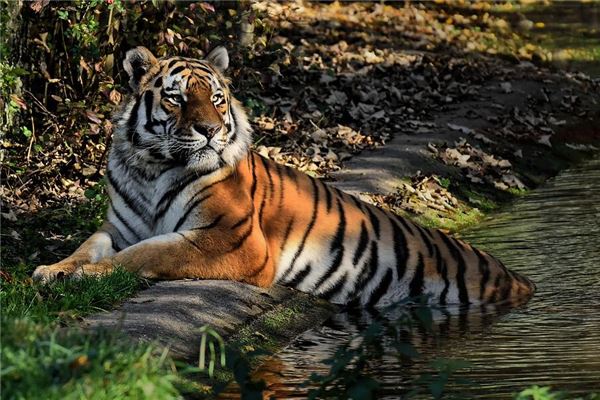 五格起名:吳南煙