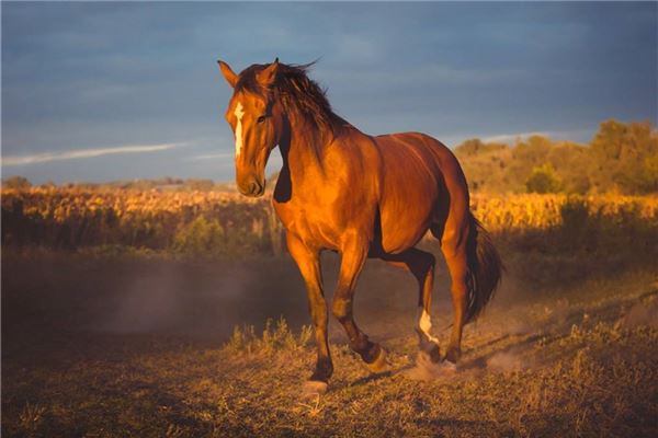 白蝕的姓名打分結果_白蝕的姓名五行分析
