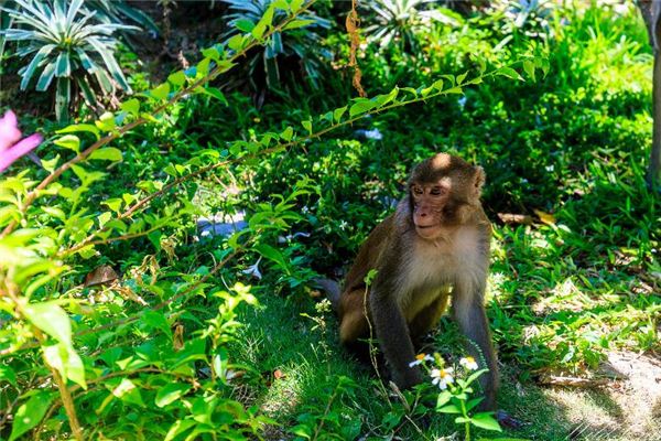 五行屬土的公司名字