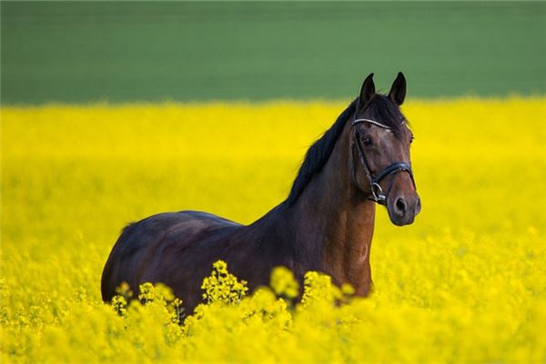 新生兒取名_李鴻福