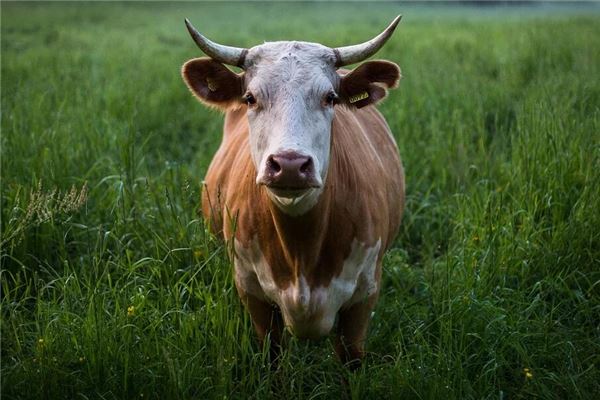 蘇拉密的姓名打分結果_蘇拉密五行分析