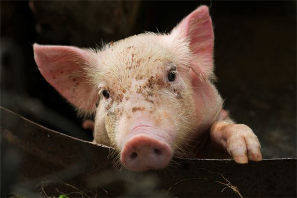 取名禁忌_龍年女寶寶起名大全  第1張