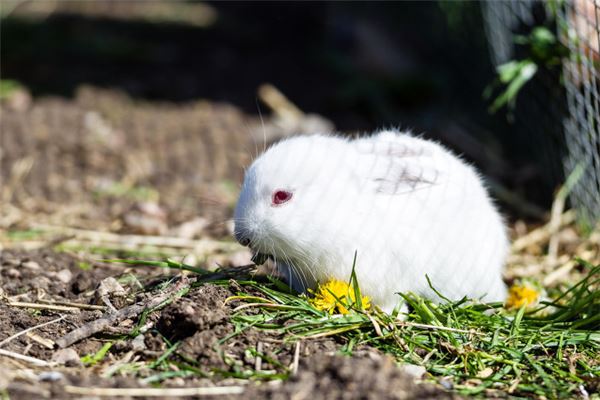 姜正陽的姓名打分結果_姜正陽五行分析