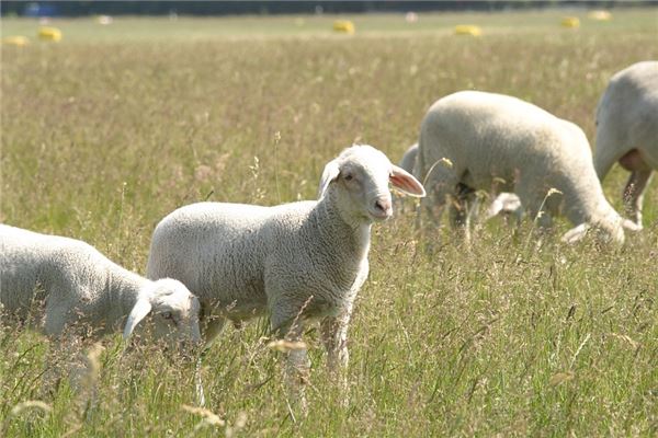 姓名五格分析:吳瀚彭