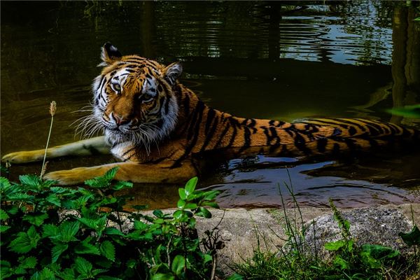 名字推薦_王者榮耀名字稀有漂亮符號