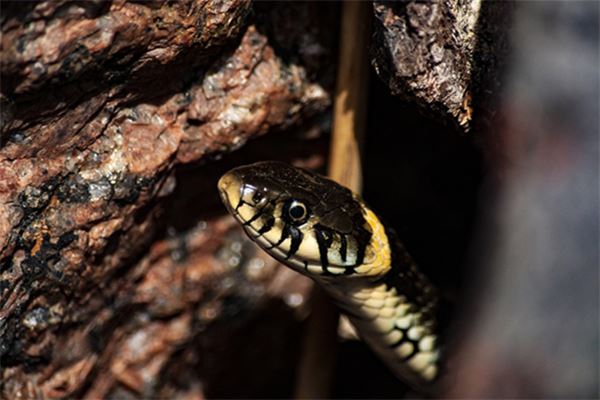 名字打分測試:吳綺美