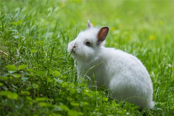 寶寶取名_國慶節出生的男寶寶乳名  第1張