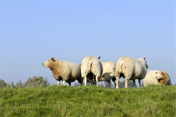寶寶取名_狗狗名字大全2021版