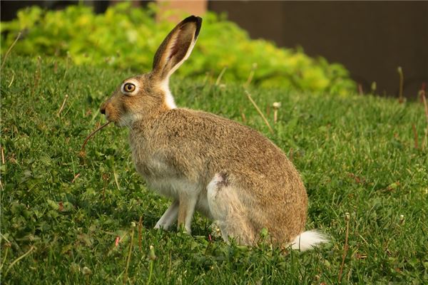 免費起名打分:吳萌