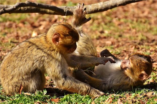 取名字打分:吳景福