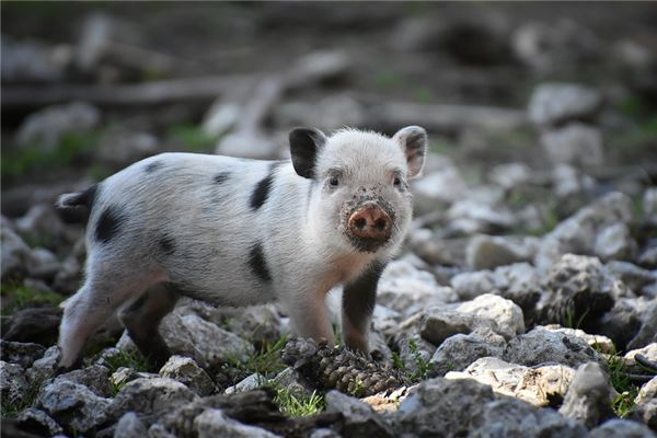 女孩名字大全2014姓程  第1張