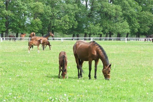 取名字打分:吳妙婧
