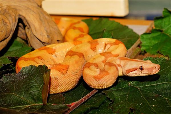 免費(fèi)取名_孫囡