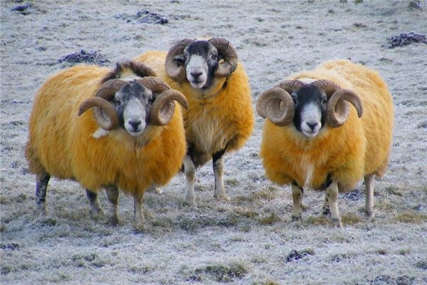 簡懿佳的姓名打分結果_簡懿佳五行分析