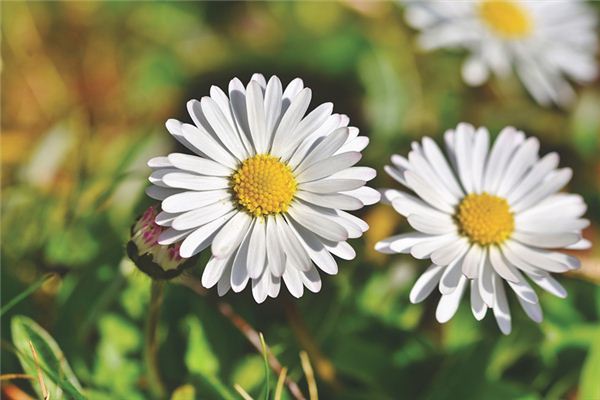 起名打分:吳素欣